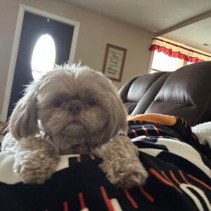 Sophie M Trent Lima Ohio