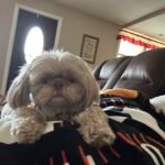 Sophie M Trent Sophie Trent