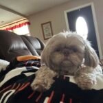 Sophie M Trent Lima Ohio