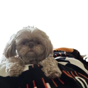 Lima Ohio Sophie Trent